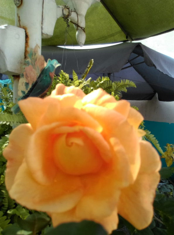 IMG-20191121-WA0011