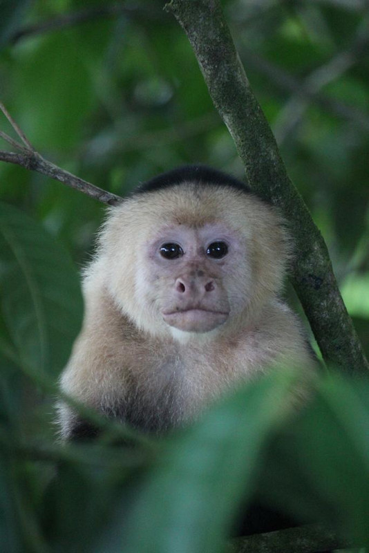 DIA 3: CANALES, COLINAS Y TORTUGAS - DE TORTUGAS Y PEREZOSOS. COSTA RICA 2019 (57)