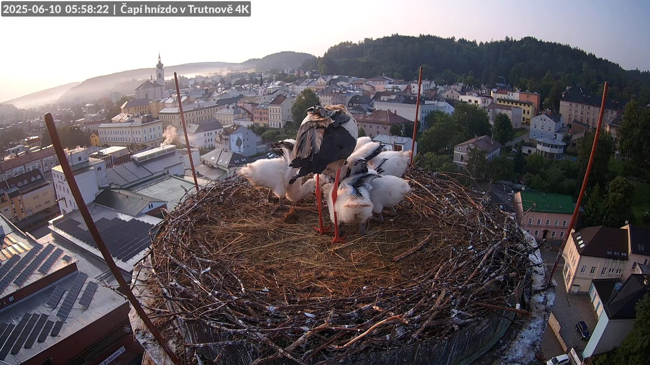 Živě z čapího hnízda na pivovarském komíně v Trutnově 8-33-28 screenshot