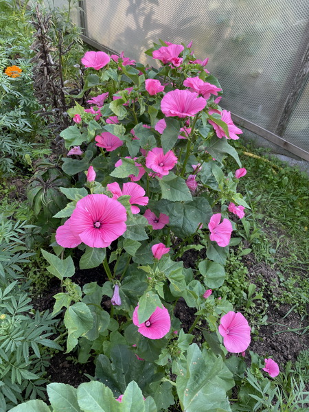 https://i.postimg.cc/hPYb1xkh/IMG-8310.jpg