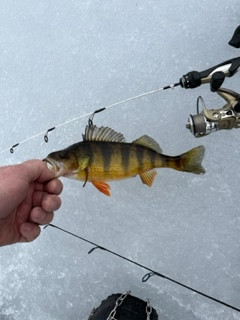 perch-1