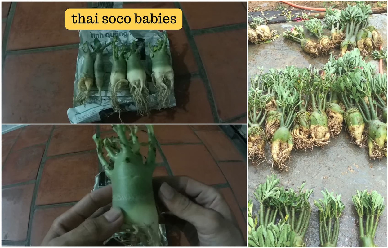 thai-soco-baby-bigger-plants.jpg
