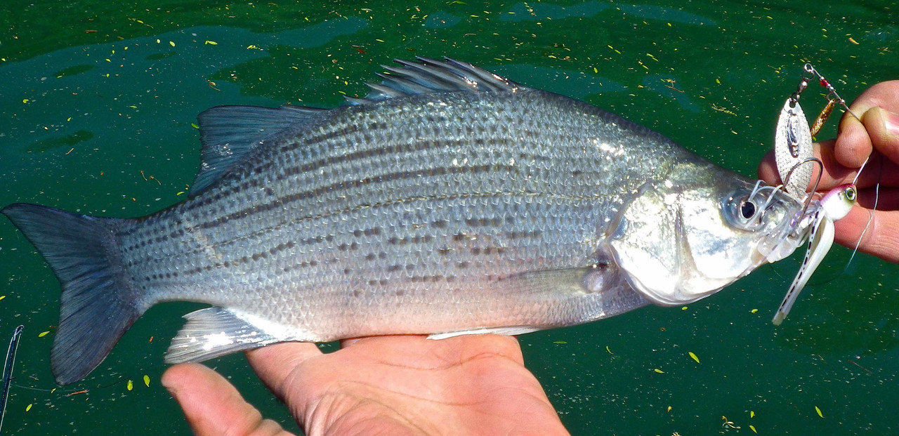 Silver-Bass-Niagara-River-on-a-Spinnerbait-AAA