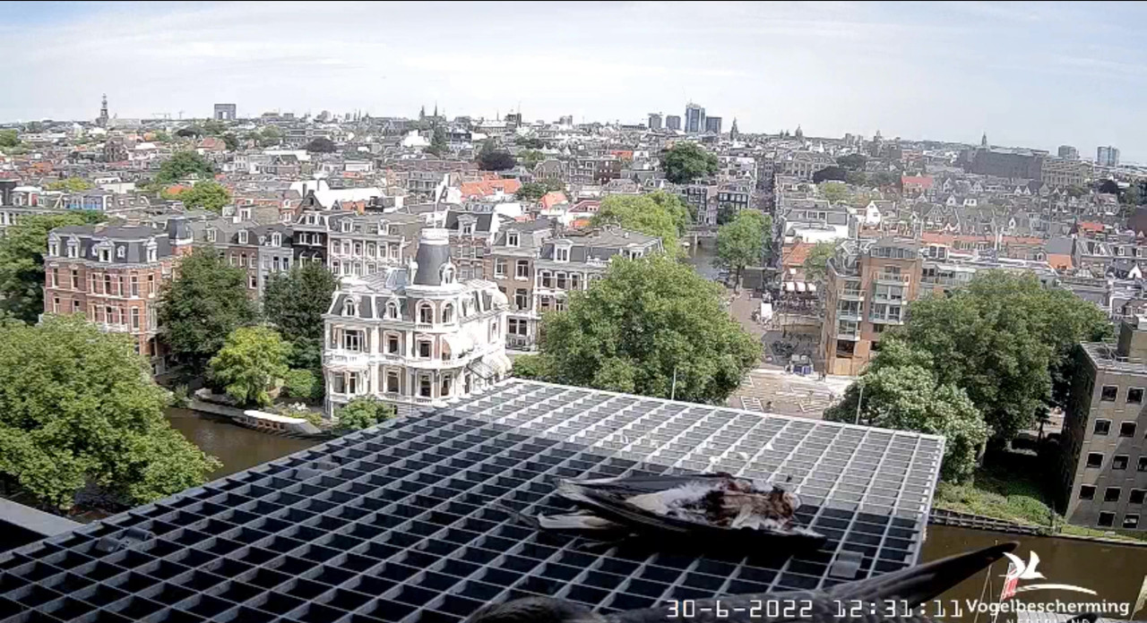 Amsterdam/Rijksmuseum screenshots © Beleef de Lente/Vogelbescherming Nederland - Pagina 35 Video-2022-06-30-123948-Moment-5