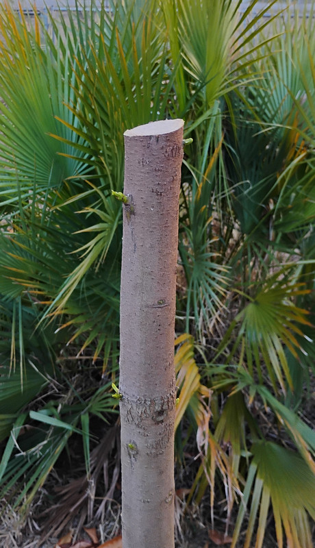 IMG 20260301 175707339 HDR 2