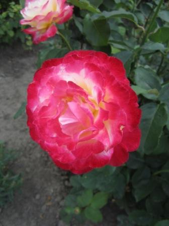 IMG_2577