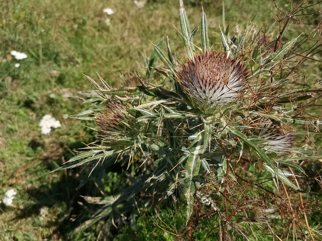 [Obrazek: IMG-20190811-112632.jpg]