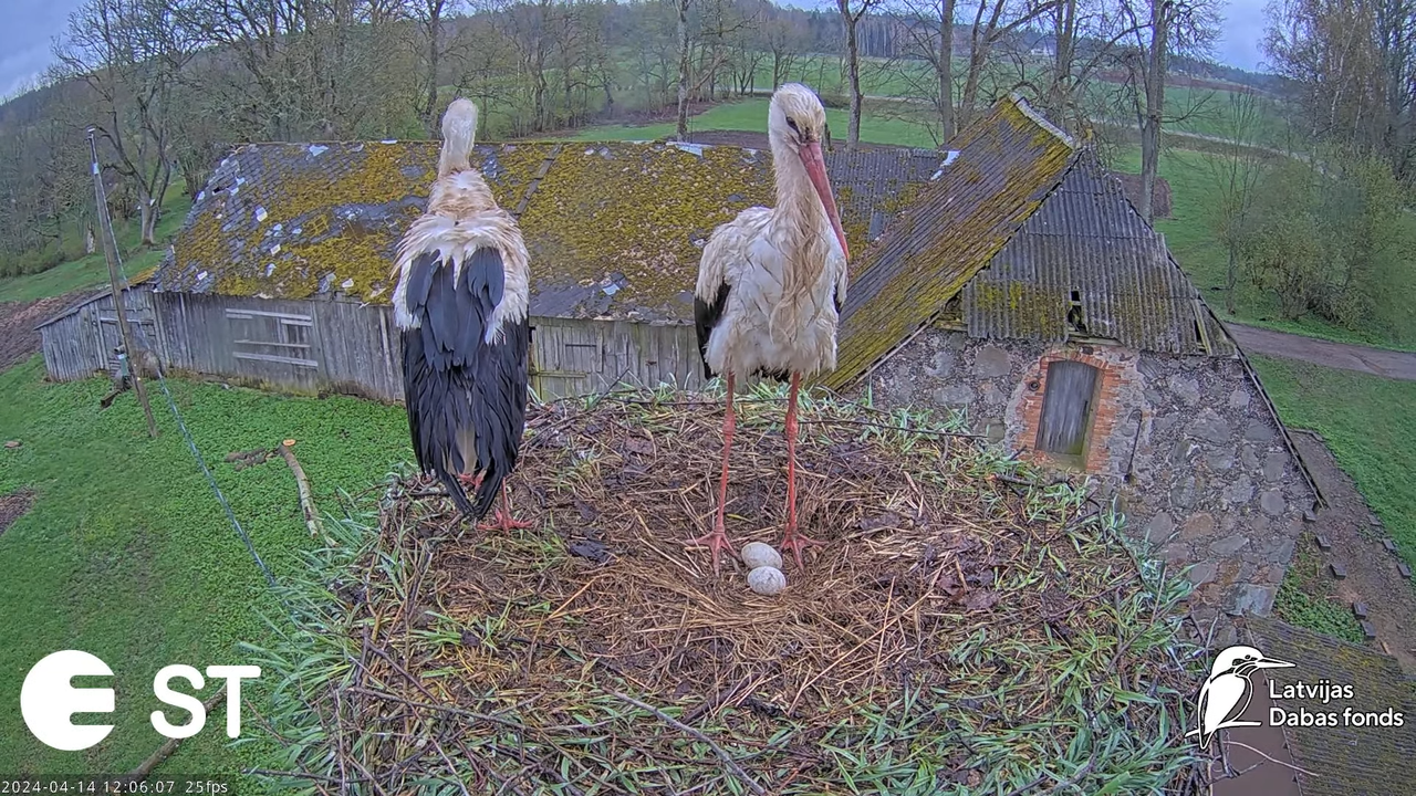 Baltie stārķi (Ciconia ciconia) Tukuma novadā - LDF tiešraide __ White storks in Tukums, Latvia 15-5