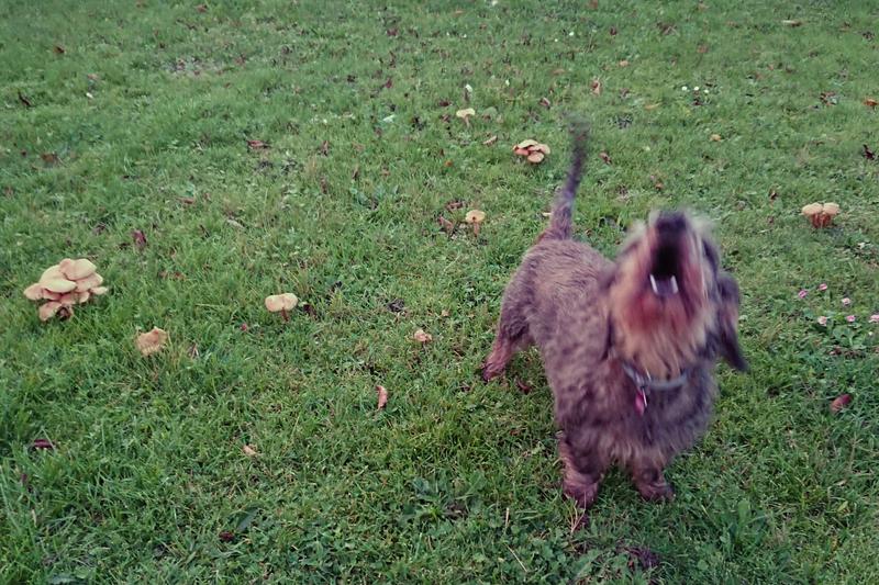 [Image: champignon-armillaire-couleur-de-miel-(8...mellea.jpg]
