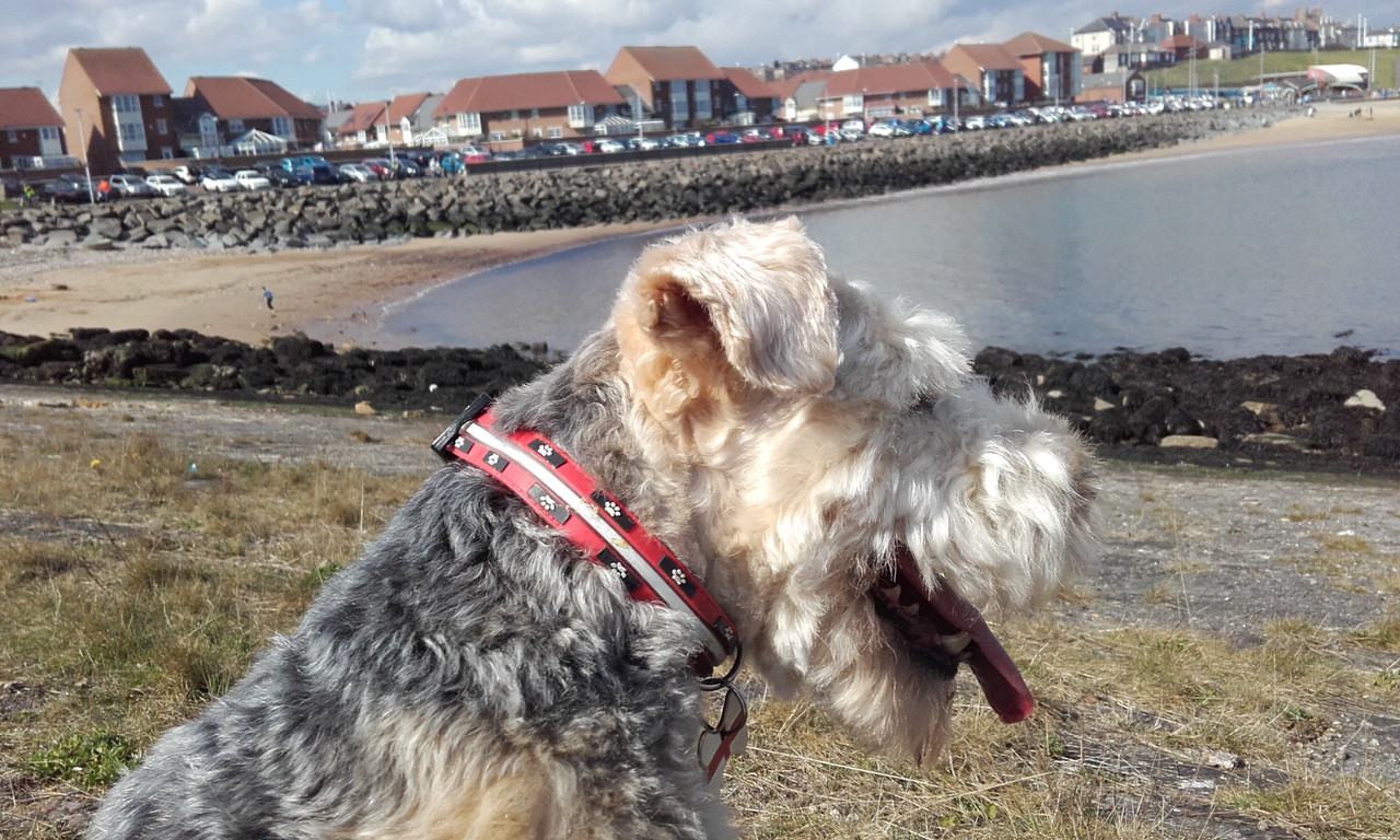 [Image: 20160331-125400.jpg]