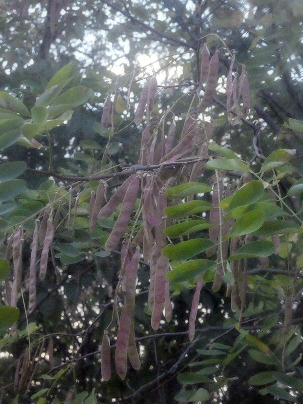 P1040253-0.1... (1024)