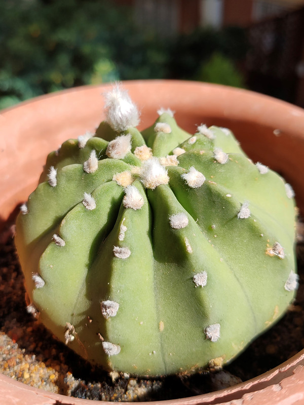 IMG20200802161040 (2)