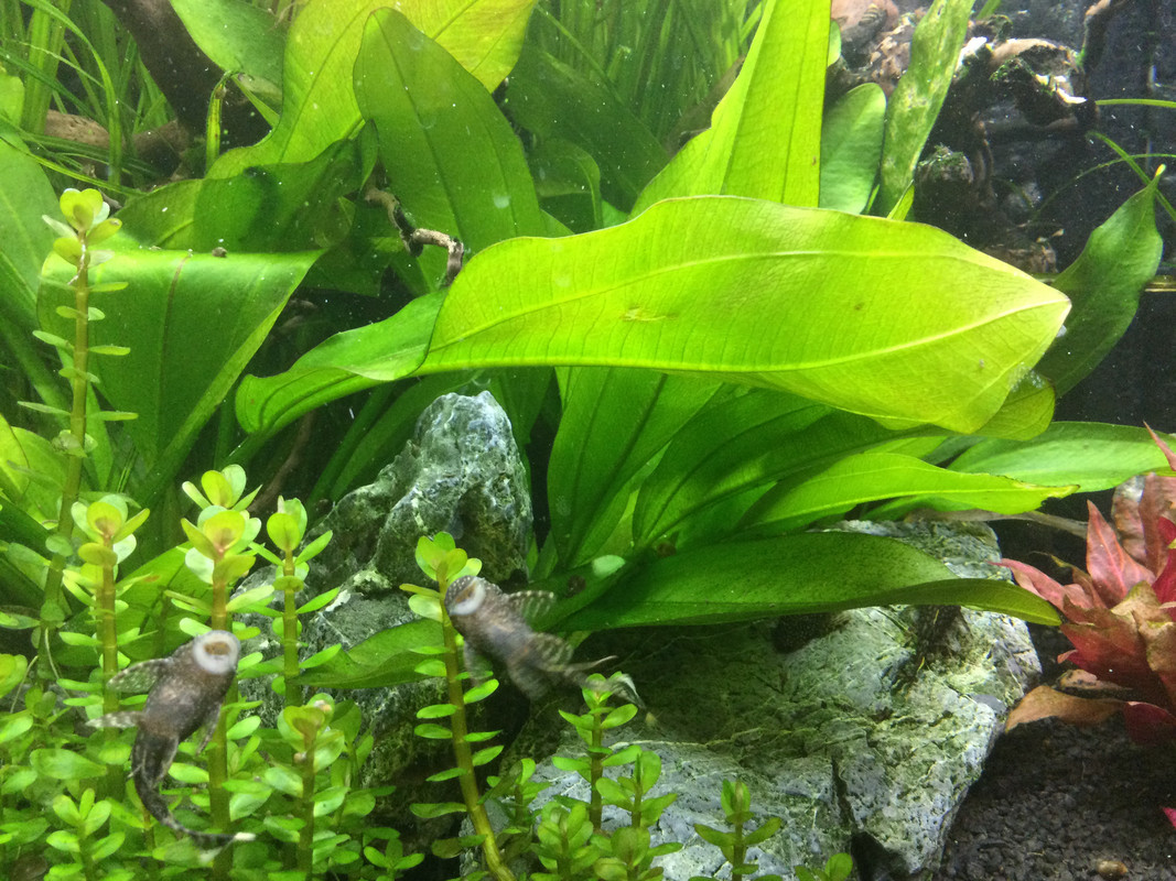 B54BA529-3F30-4F41-9C80-788404464374