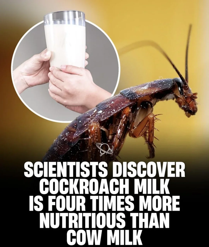 scientists-discover-cockroach-milk-is-fo