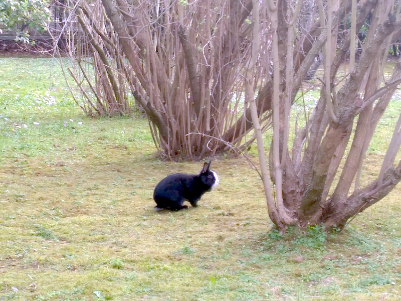 Escapade parisienne, lapin dans l'herbe