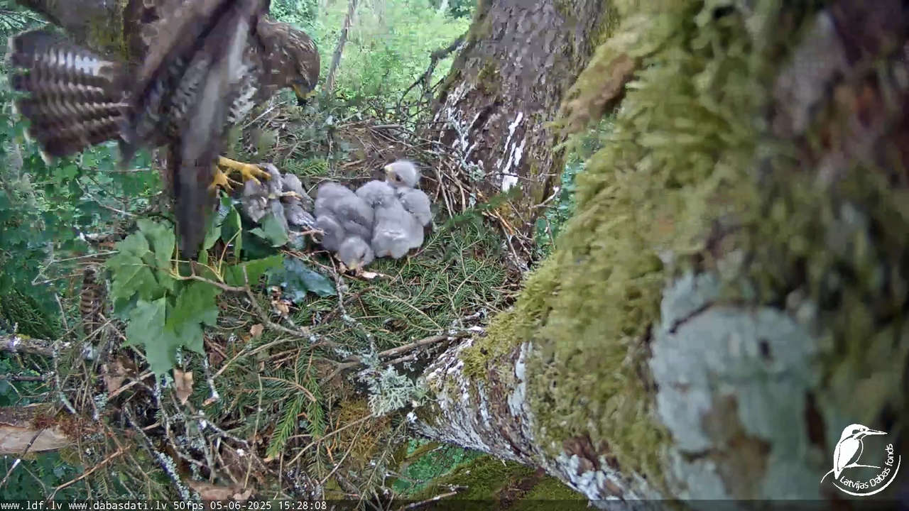 Melnās klijas (Milvus migrans) Kurzemē_ peļu klijāni (Buteo buteo) 11-23-33 screenshot