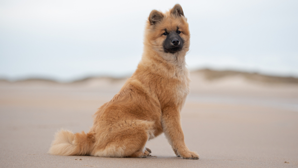 eurasier-2.jpg