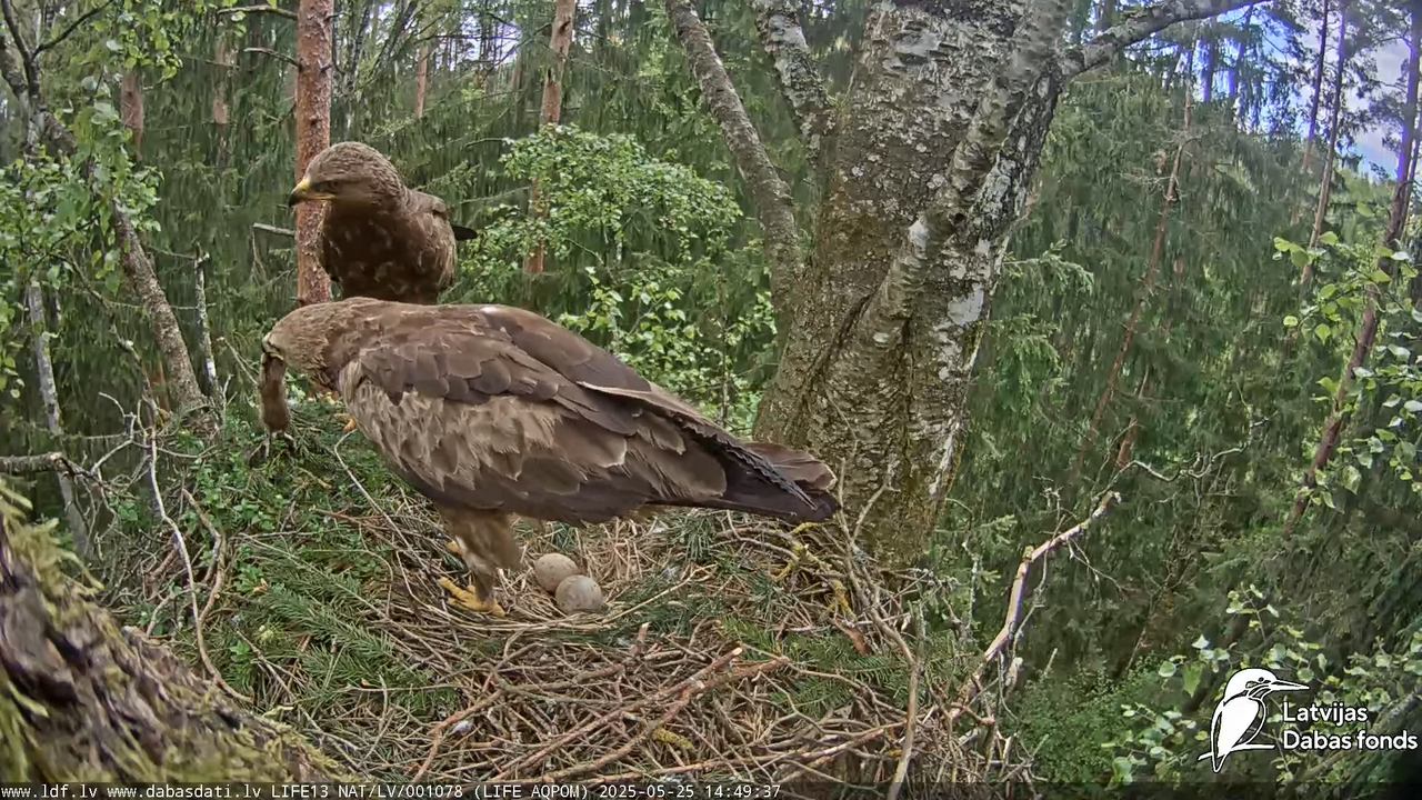 Mazais ērglis (Clanga pomarina), ligzda bērzā 15-12-3 screenshot