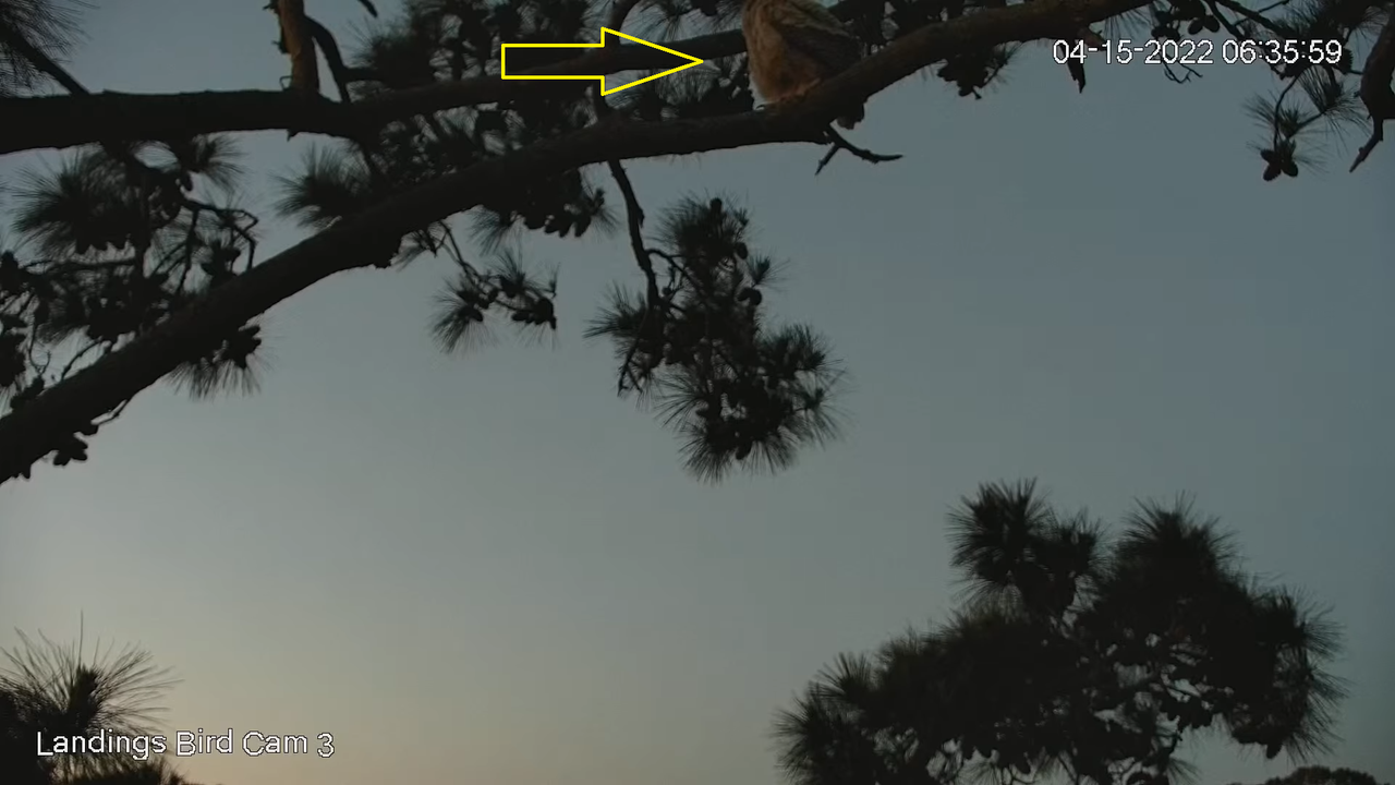 Live! Savannah Great Horned Owls (Cam 3 PTZ) _ Cornell Lab & Skidaway Audubon 7-37-1 screenshot