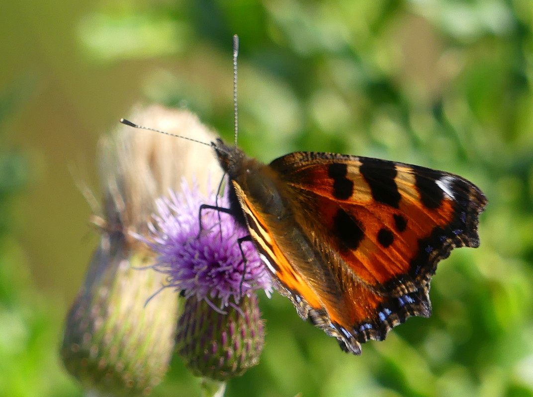 TORTOISESHELL 2 110824
