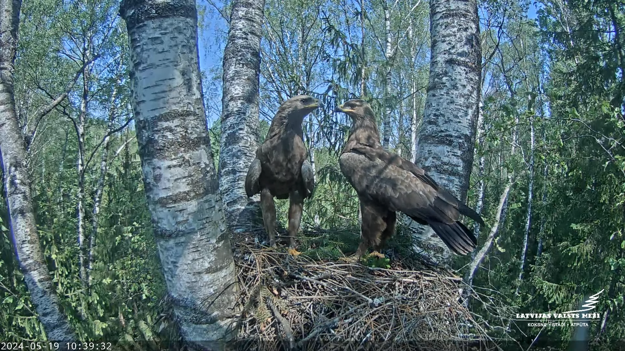 LVM Mazais ērglis Aizkuja, bērzs - Lesser Spotted Eagle 3-42-7 screenshot