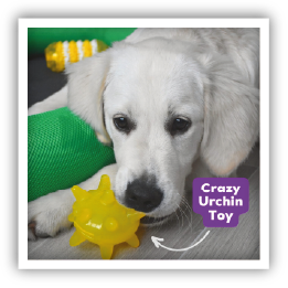 Site-Web-vignette-Instagram-crazy-30