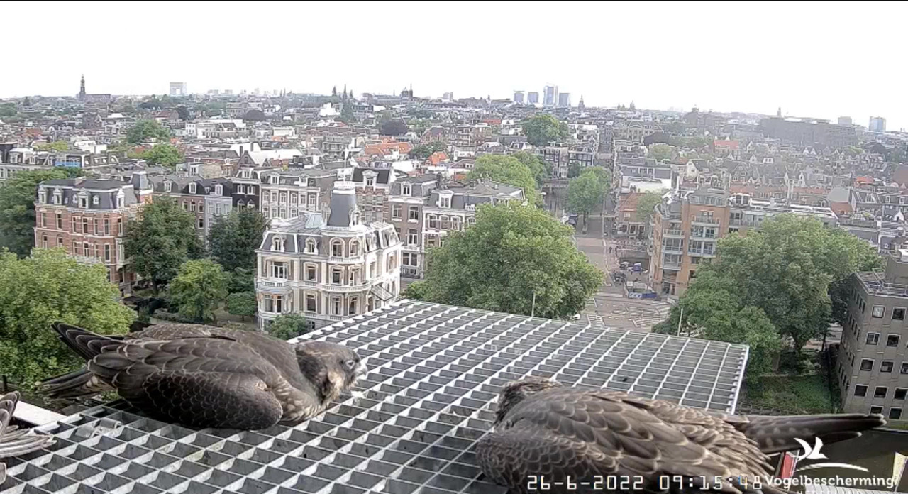 Amsterdam/Rijksmuseum screenshots © Beleef de Lente/Vogelbescherming Nederland - Pagina 33 Video-2022-06-26-091947-Moment-4