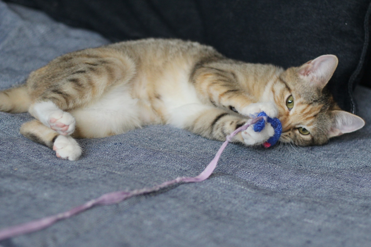 IMG_2262 — копия