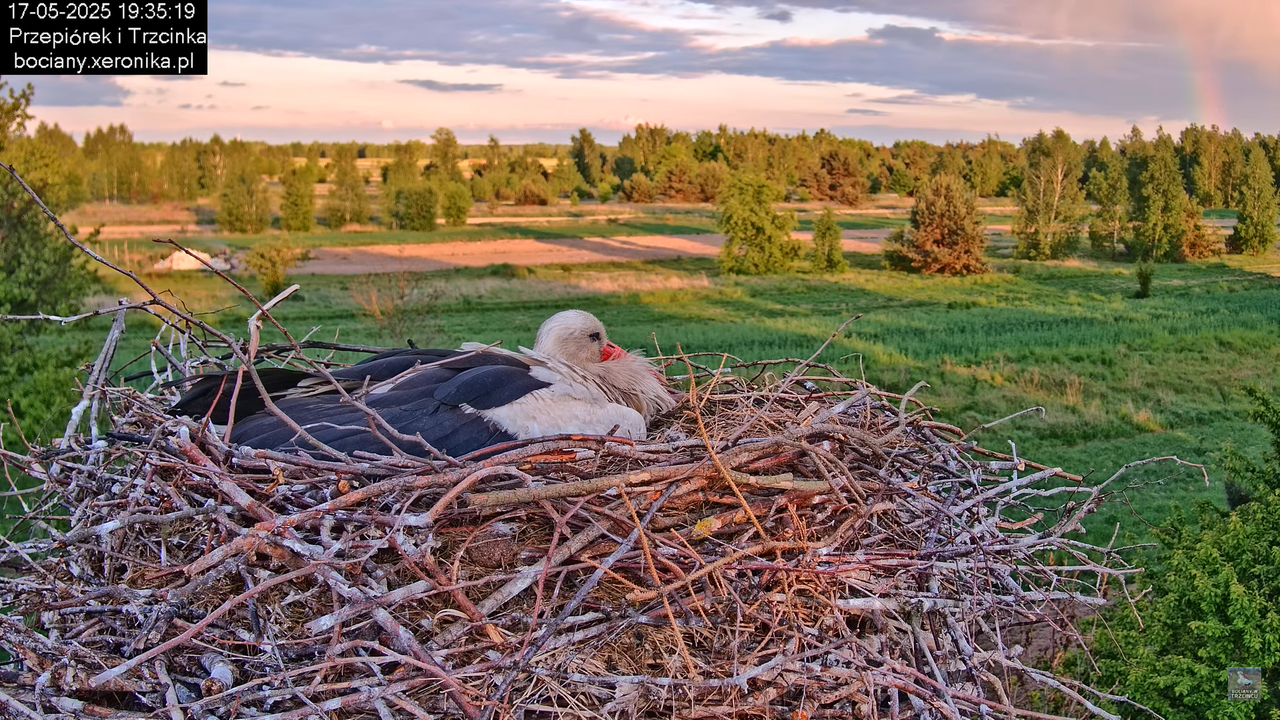 17052025bociany43