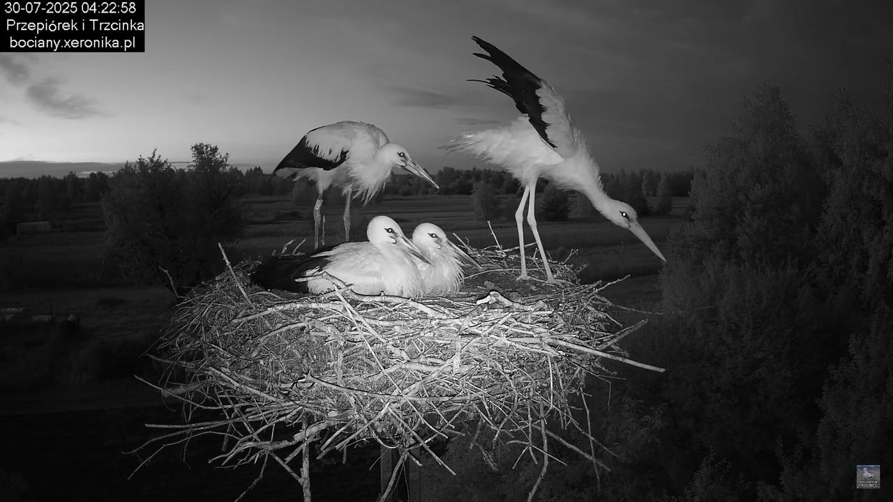 30072025bociany3