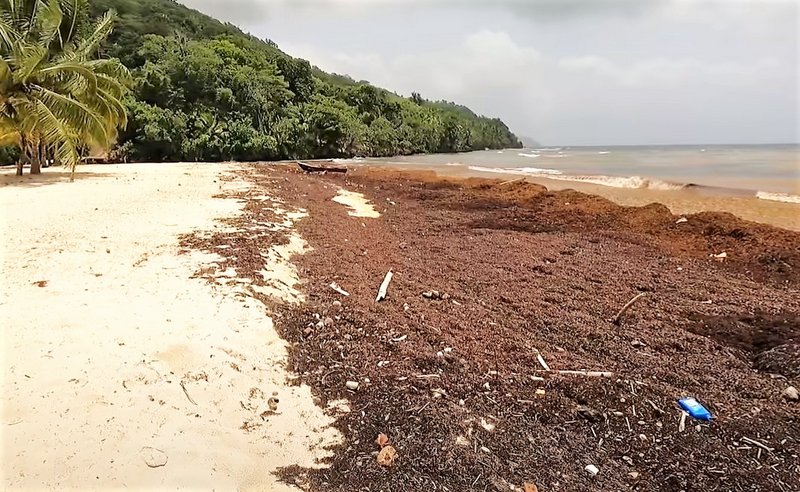 Algas (Sargazo) en playas de Punta Cana y Rep. Dominicana