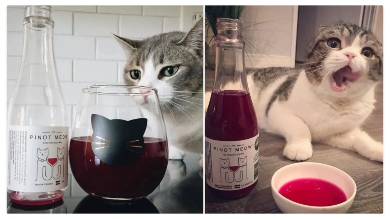 Crean vino para perros y gatos; ahora sí podrás brindar con tu mascota