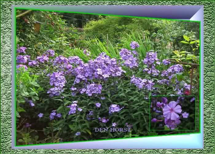 PHLOX-Franz-Schubert-VLAMBLOEM