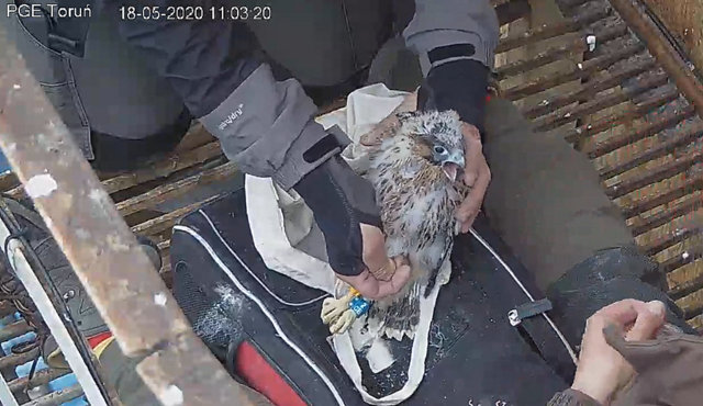 WebCam Toruń PGE. Male Piernik (2 AD (2015) & Female Katarzynka (?) vanaf 21 aug. Man 9 / BK( 2019) & Vrouw Katarzynka (?) - Pagina 3 Przechwytywanie-w-trybie-pe-noekranowym-18-05-2020-110354