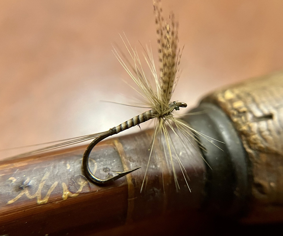 carvela snail ankle boots