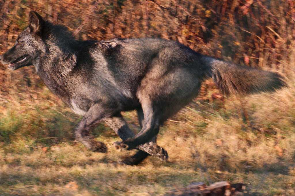 gray-wolf-stock-38-running-wolf-drawing-reference-by-hotnstock-d9kkxj5-fullview.jpg