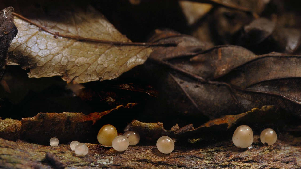 Planet Earth S01E08 Jungles.mkv_snapshot_25.06_[2018.03.01_22.16