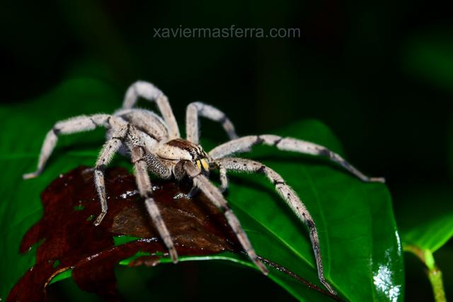 Costa Rica con niños. Julio-Agosto 2018 - Blogs of Costa Rica - Ibiza-San José- Tortuguero (3)