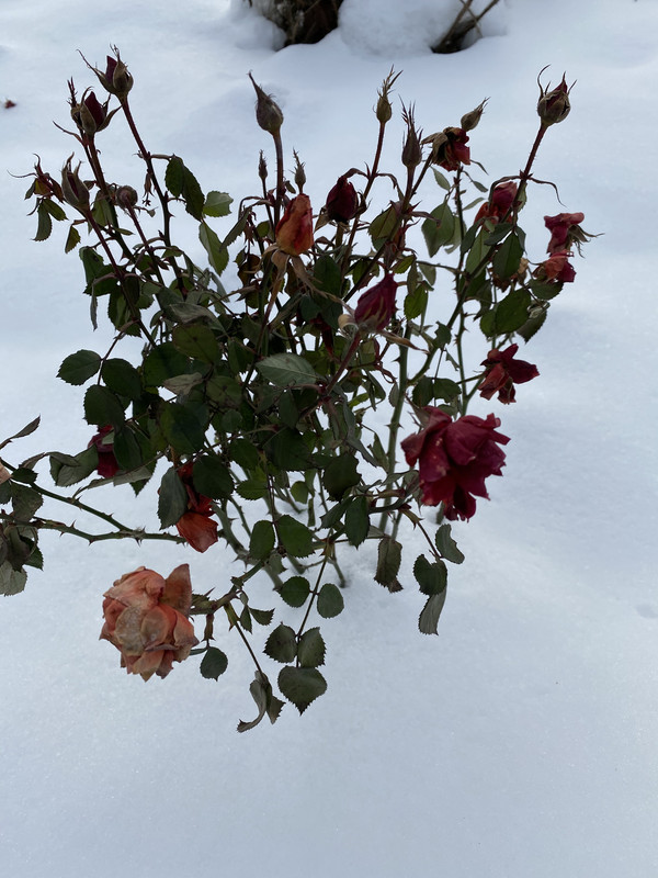 D56E6321-EFCA-489A-85FA-9FB06B5E5D6D