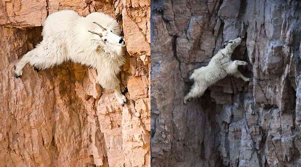 mountain-goat-wild-goat.jpg