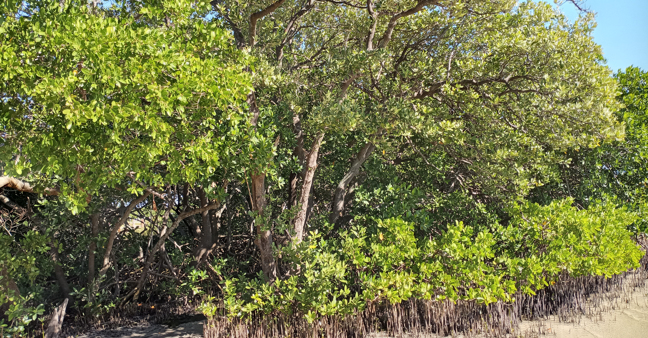 [Image: Gandy-Beach-Tampa-Florida2.png]