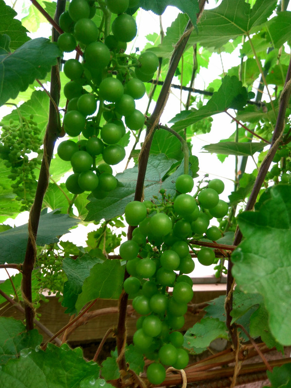 Платовский (фото от 11.07.2018).