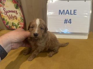 belle male 4