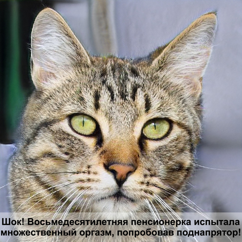 как определить срок беременности у кошки