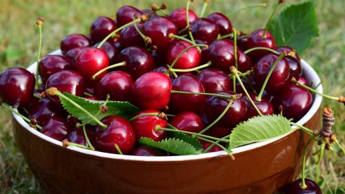 Lựa Chọn Vị Trí Lý Tưởng Cho Cây Giống Cherry Brazil Cay-giong-cherry-Brazil