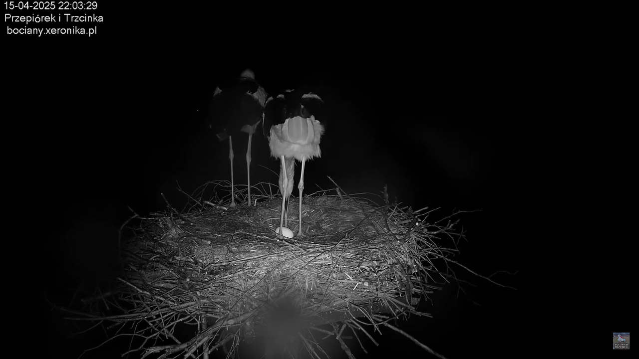 15042025bociany15