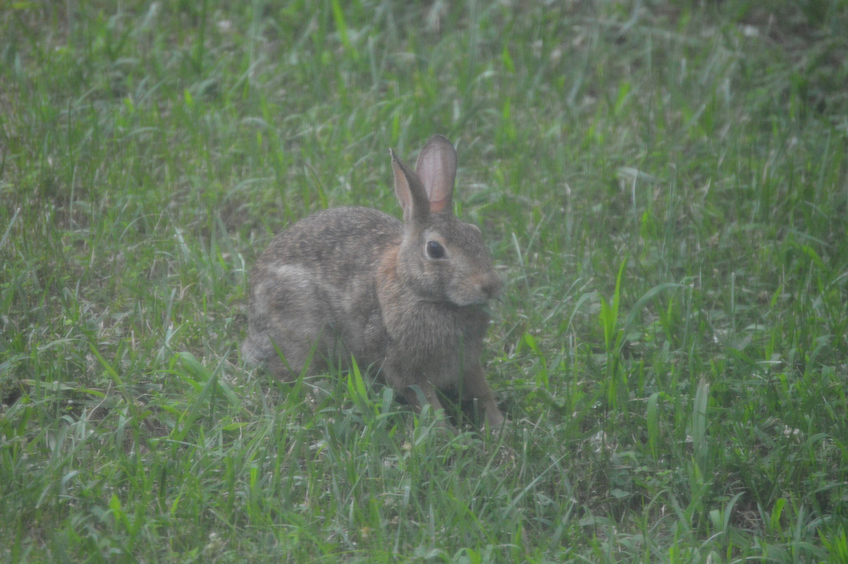 2021-6-27 Rabbit (1)