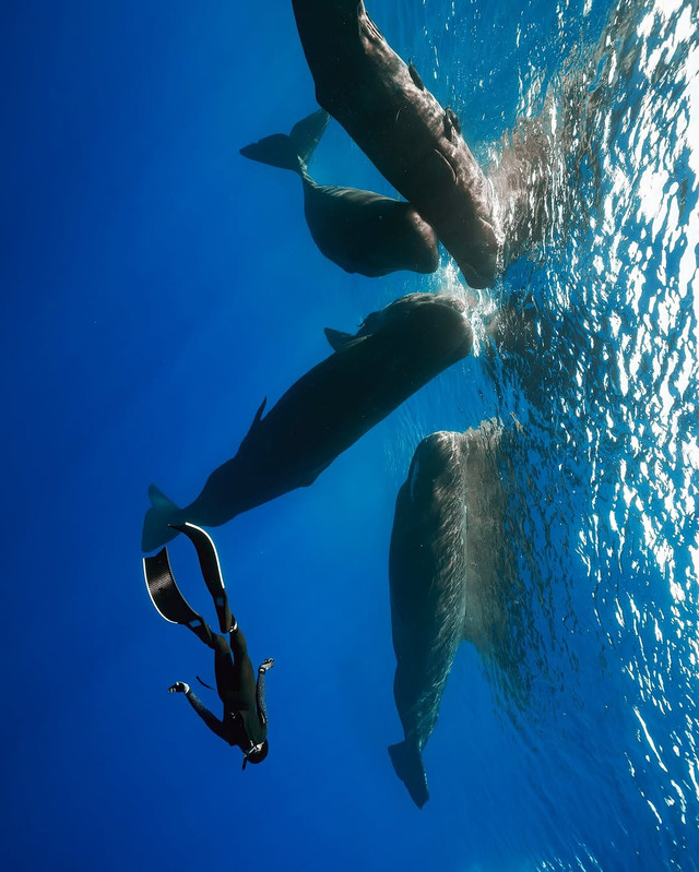 571908896 17973882776948130 9094605442548878553 n