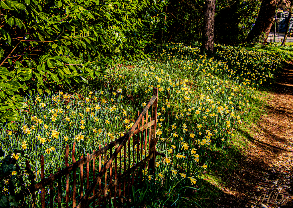 Daffodils-spring-2026-HD.png