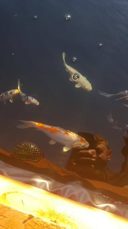 15026055377161226441521